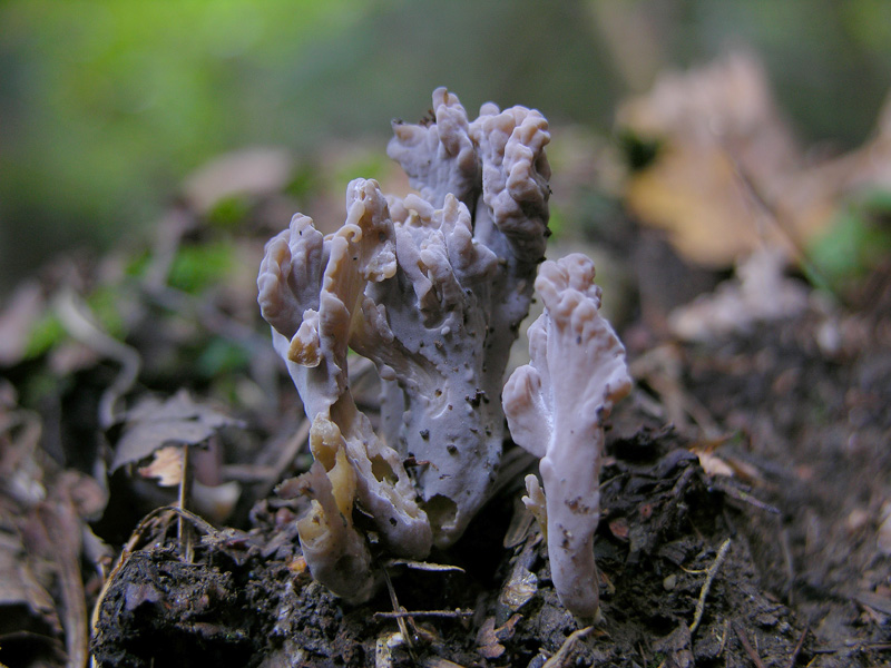 Clavulina cinerea o cristata?